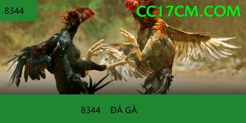 Đá Gà Trực Tiếp - 88go