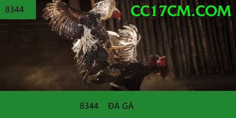 Đá Gà Trực Tiếp - Trải nghiệm tuyệt vời